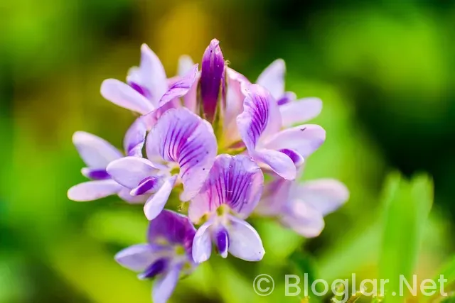 Fenerbahçe Galatasaray maç bileti
