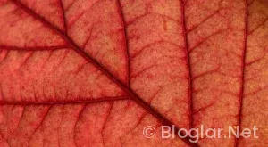 Galatasaray – Gençlerbirliği ne zaman saat kaçta hangi kanalda?