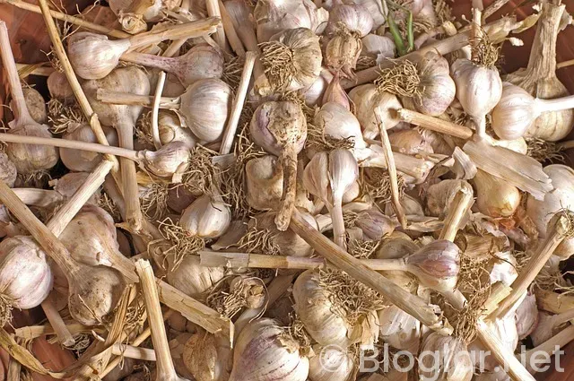 GOOGLE ADSENSE HOW MUCH MONEY