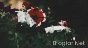 Güller ve Günahlar 8 bölüm