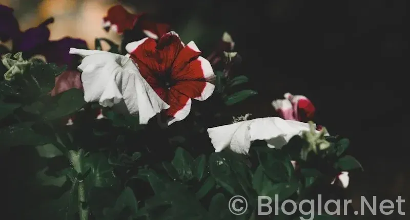 Güller ve Günahlar 8 bölüm