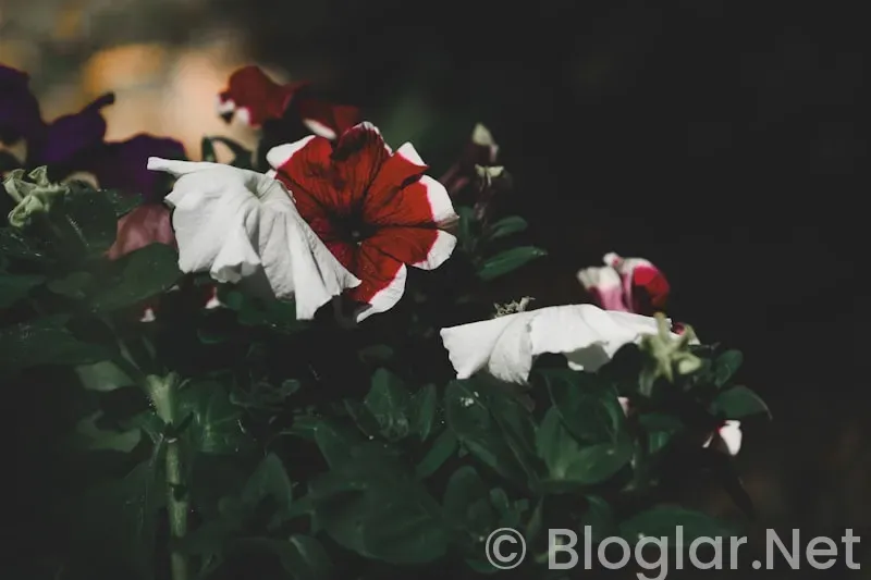 Güller ve Günahlar 8 bölüm Güller ve Günahlar 8 bölüm