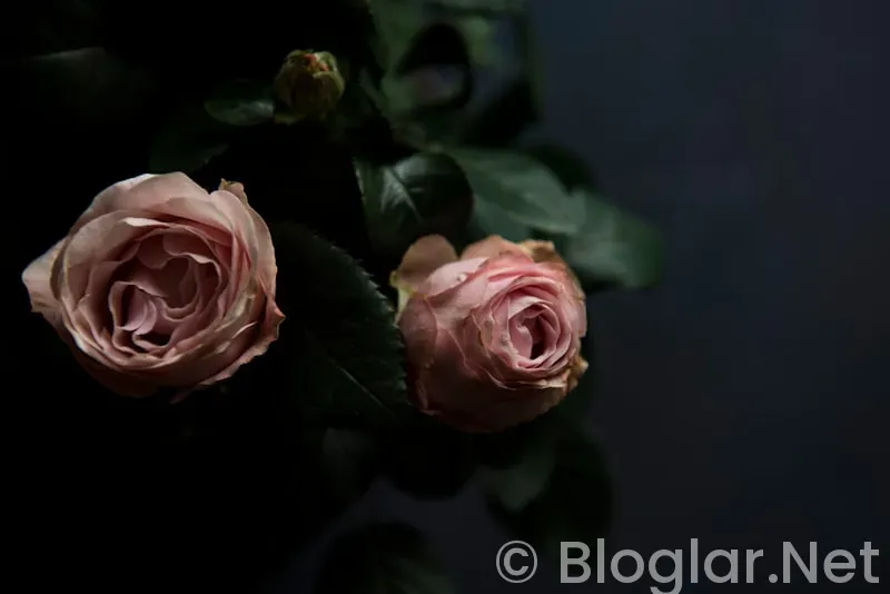 Güller ve Günahlar 8 bölüm Güller ve Günahlar 8 bölüm