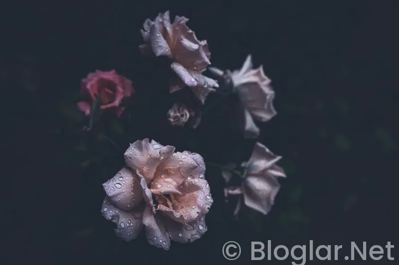 Güller ve Günahlar 8 bölüm Güller ve Günahlar 8 bölüm