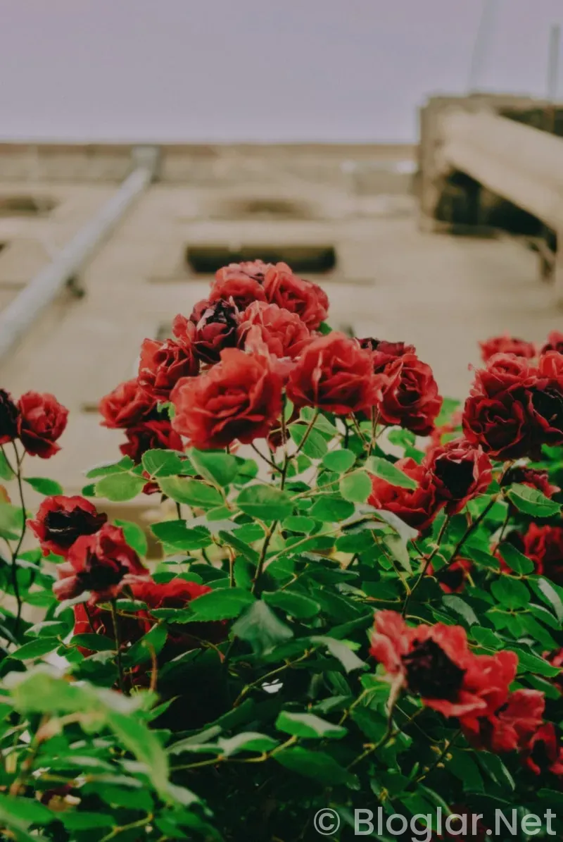 Güller ve Günahlar 8 bölüm Güller ve Günahlar 8 bölüm