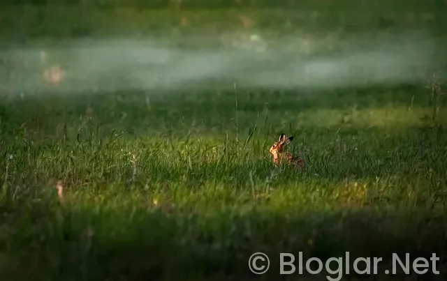 hangi kıtada doğan ilk insanın kim olduğu bilinmektedir