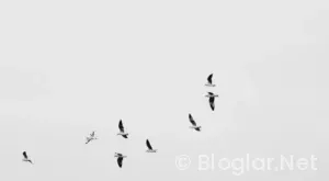 HAVA YOLLARI İŞ İLANLARI