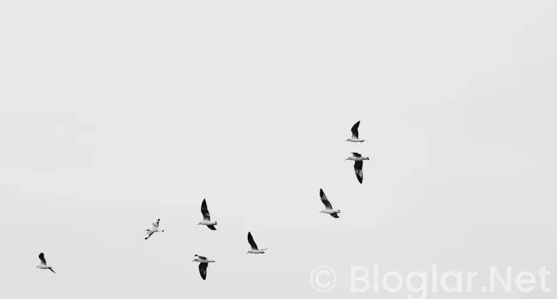 HAVA YOLLARI İŞ İLANLARI