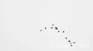 HAVAŞ İŞ BAŞVURUSU