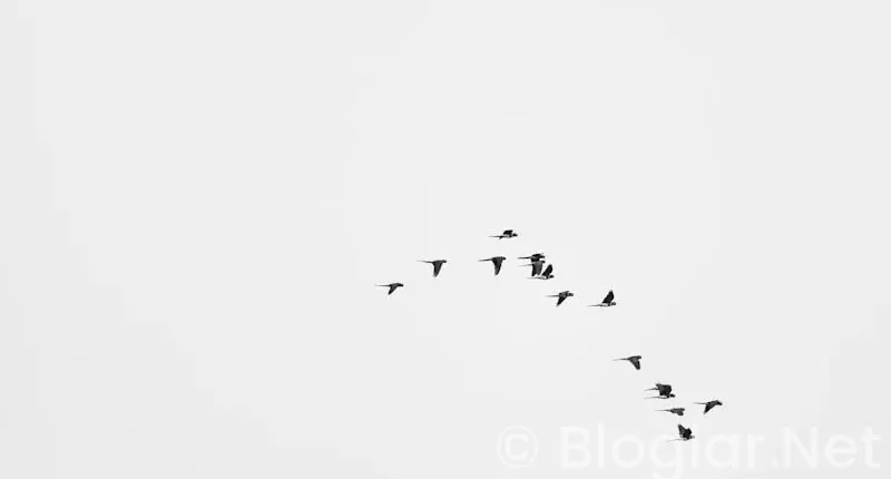 HAVAŞ İŞ BAŞVURUSU