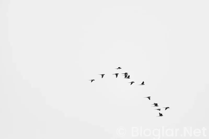 HAVAŞ İŞ BAŞVURUSU