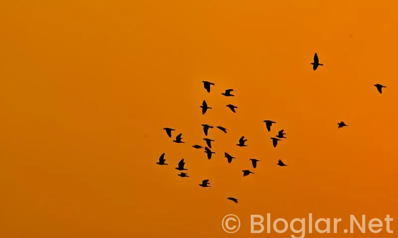 HAVAŞ İŞ BAŞVURUSU