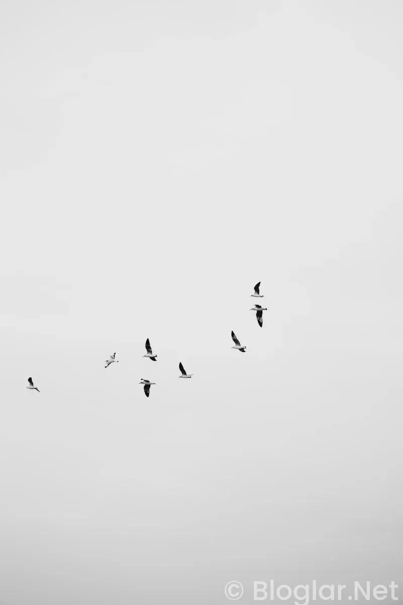 HAVAŞ İŞ İLANLARI