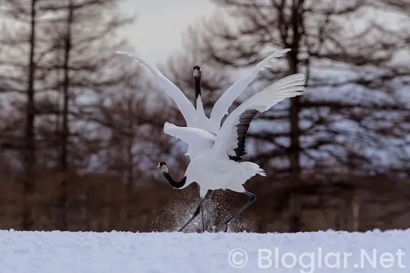 HAVAŞ İŞ İLANLARI