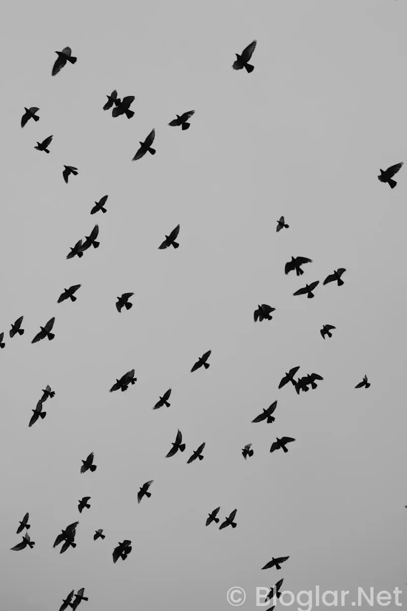 HAVAŞ İŞ İLANLARI