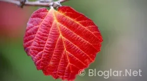 Haydar Dümen Kimdir?