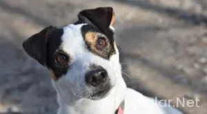 ıslam makhachev jack della maddalena