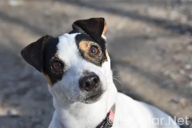 ıslam makhachev jack della maddalena