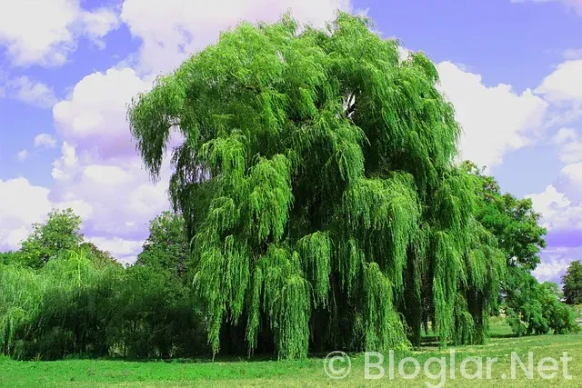 İspanya Türkiye maçı hangi kanalda? Canlı anlatım