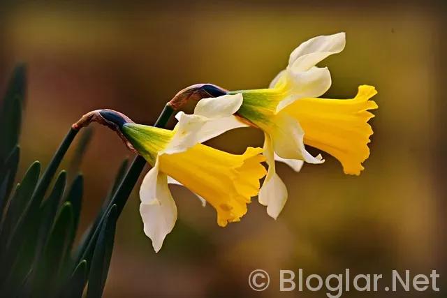 İsrail Boykot Ürünleri 2025 İsrail Boykot Ürünleri 2025