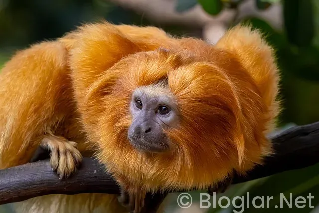 israil - moldova Maçı Özeti israil - moldova Maçı Özeti