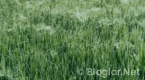 italya – norveç Maçı Özeti