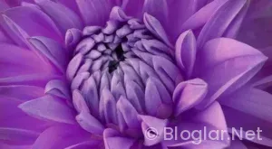 Kısa Yoldan Parayı Bulmak 2025