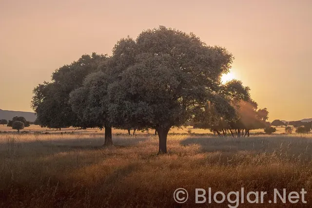 Kısa Yoldan Parayı Bulmak 2025