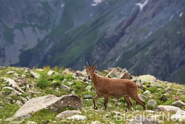 Kızılcık Şerbeti Sıla Türkoğlu
