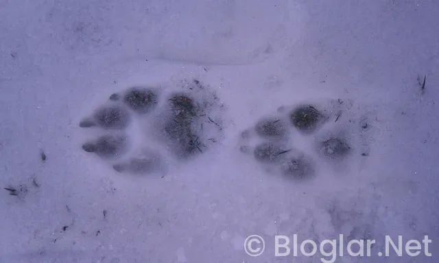 Kızılcık Şerbeti Sıla Türkoğlu