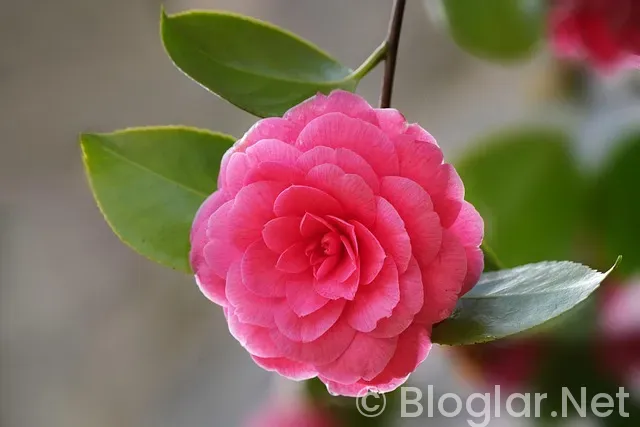 KYK burs ne zaman yatacak?