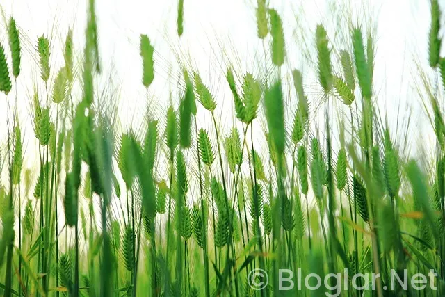 KYK burs ne zaman yatacak?