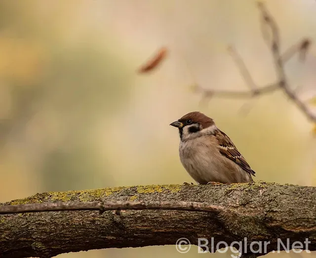 Lakers - Jazz Lakers - Jazz