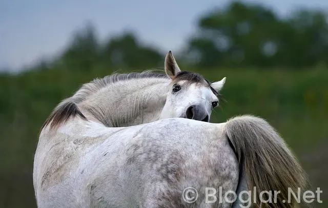 Lihtenştayn nerededir?