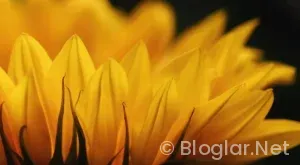 Litvanya U21 – Türkiye U21 Maçı Canlı İzle