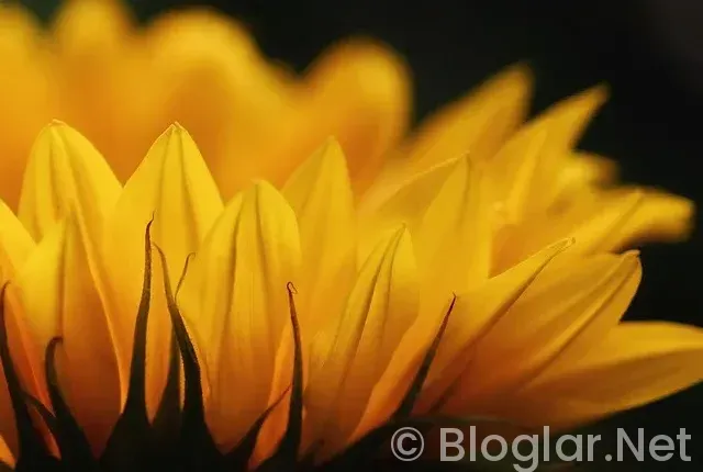 Litvanya U21 – Türkiye U21 Maçı Canlı İzle