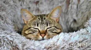 Lojmanlı iş ilanları