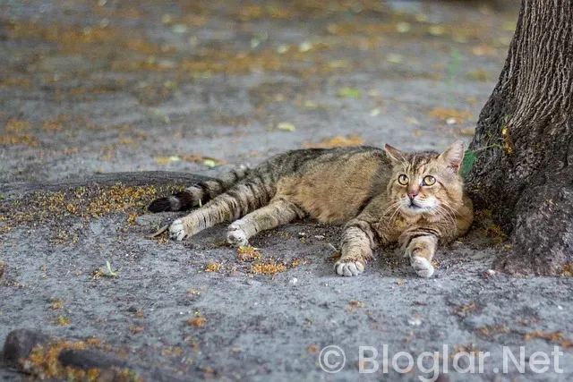 Lokum Paketleme is ilanları