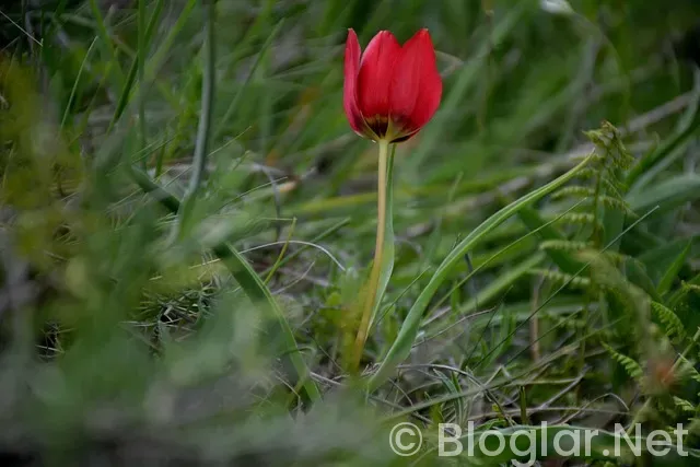 Manisa Büyükşehir Belediyesi iş ilanları Manisa Büyükşehir Belediyesi iş ilanları