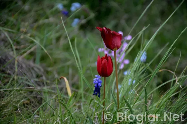 Manisa Büyükşehir Belediyesi iş ilanları Manisa Büyükşehir Belediyesi iş ilanları