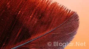 Manisa fk – Adana demirspor