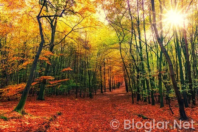 Masterchef Eleme Adayları