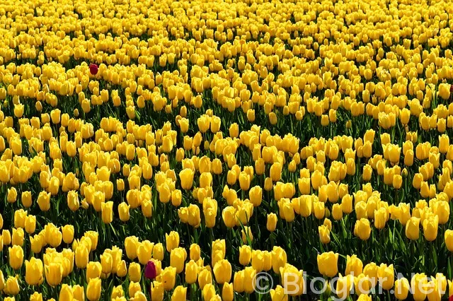 Masterchef Eleme Adayları