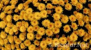 mavericks – trail blazers