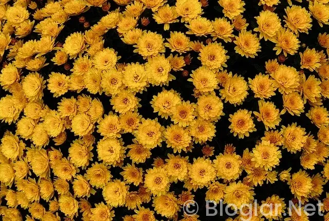 mavericks – trail blazers