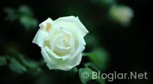 Mazota zam ne zaman gelecek?