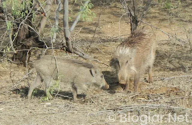 Mersin su kesintisi Mersin su kesintisi