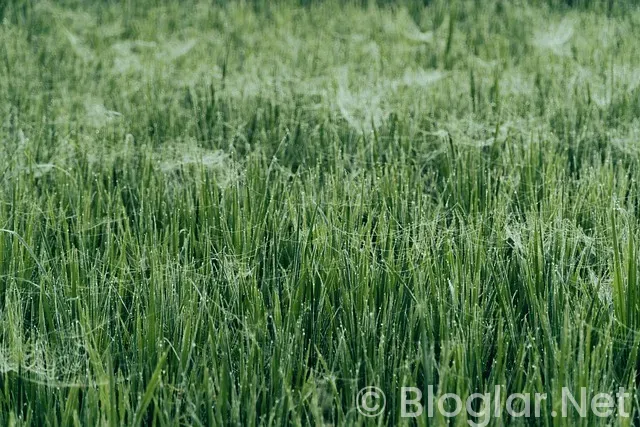 Merve Taşkın kimdir?