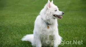 Mircea Lucescu Kimdir?