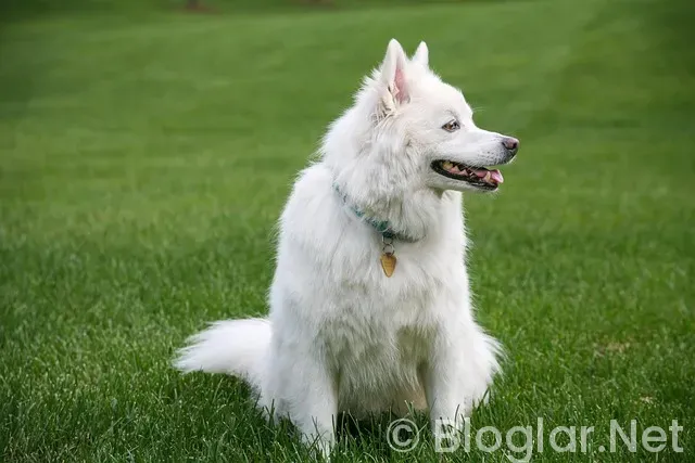 Mircea Lucescu Kimdir? Mircea Lucescu Kimdir?